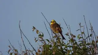 Yellow Sparrow. Beautiful Yellow Sparrow #nature #birds