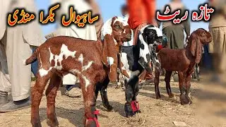 Sahiwal Bkra Mandi Latest Update 2024 - Baby Goats in Bkra Mandi