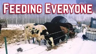So Many Hungry Animals!