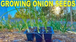 Growing Onion Seeds VS Onion Sets: Which Is Better?