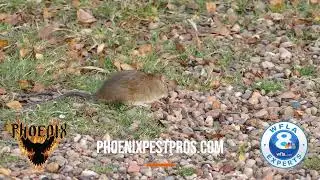 Rat Removal Video - Phoenix Pest Control