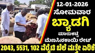 12-01-2026 Byadgi Market Mirchi Rate | chilli Rates  Byadgi Market Menasinakayi Rate #Byadgi Market
