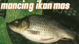 Flog terpanjang di video mancing ikan ,,,, mancing ikan mas di kolam pemancingan Bantengan 