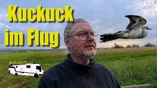 Vom Kuckuck umzingelt – Natur-Spektakel mit Kamera eingefangen!