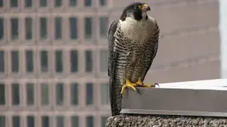 Des faucons pèlerins au centre-ville de Québec