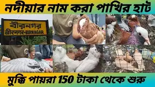 বীরনগর পায়রার হাট। নদীয়ার নাম করা পায়রার হাট(পার্ট -১)। birnagar pigeon market#fancypigeon