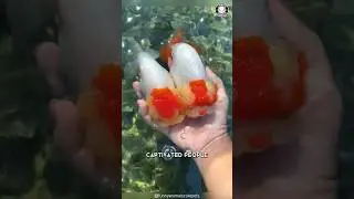 Золотая рыбка 🐟 Самая простая рыбка для новичков?