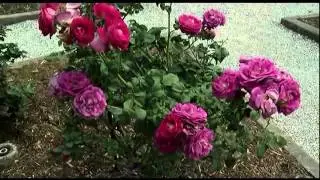 The Ringling: Rose Garden