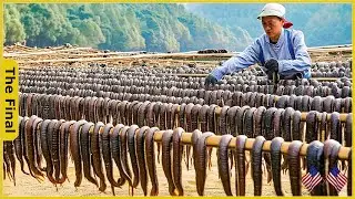 China’s Leech Farming Revolution: How Billions Leeches Are Changing The Game - Farming Documentary