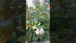 Watering my foxglove.