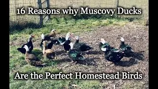 16 Reasons Why Muscovy Ducks are the Perfect Homestead Bird - Epi-3017