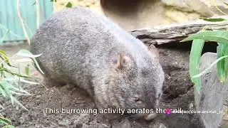 Wombat Wonders Part 2: Australia's Wombat Warriors