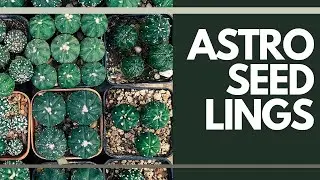 [ENG SUB] Astrophytum Asterias Seedlings Haul