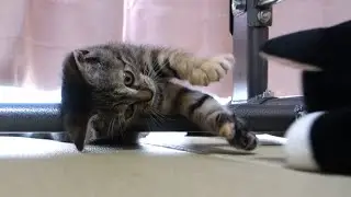The kittens playing with 