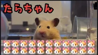 ただただたらちゃんを見守るやつ