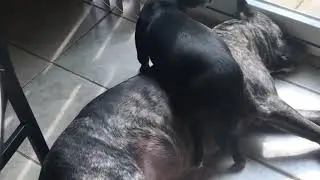 How sweet is it when a Chihuahua try&rsquo;s napping on a sleeping Pit bull