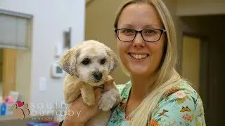 South Burnaby Veterinary Hospital - Burnaby/Vancouver, BC