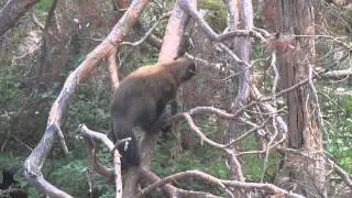 Wolverines in Kolm&aring;rden Zoo, Sweden / Росомахи