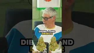 NY Sour Diesel Origin #podcast #strain