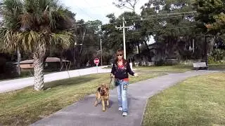 E Collar Conditioning GSD Alex Shaping Heel w/ The Pager Dogtra