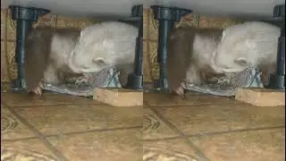 Ferret Jack is under the kitchen. ferret sleeps behind the oven.  Хорек Джек под кухней.