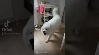 Arooo #samoyed #samoyedlove #doghumor #dogworld #doghowling #howling #howl #samoyedhowl #happynew