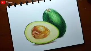 Drawing Realistic Avocado With Color Pencils || Prismacolor Premier