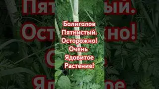 Как выглядит болиголов пятнистый. Ядовитые растения.
