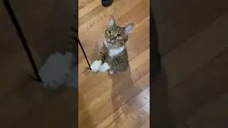 #standing #cute #cat #gaming #kitten #play #shorts #youtube
