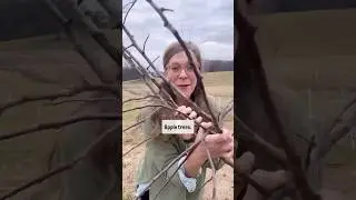Tree trimmings for rabbits!