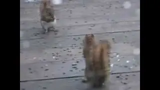 Squirrel Fight!!
