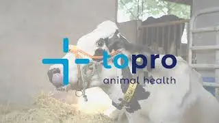 Calcium-P Liquid - Snelle opname van calcium voor een sterke start na het afkalven