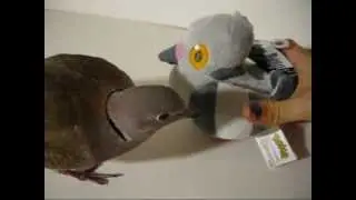 Pidove Vs. Pidove