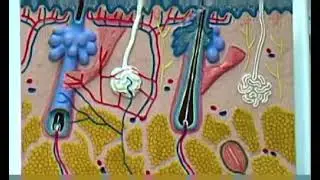 Structural Changes of Aging Skin
