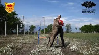 Beowulf Cerberus Illusion - Cimarron Uruguayo - Trick Dog - Jump wraps and Stacking
