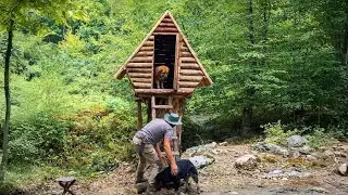 Bushcraft Treehouse on a Stump: Hand Tools and Friendly Dogs in Action