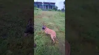 Belgian malinois #dogs #ytshort #youtubeshort #shorts #adventure #cute #happiness #dogrunning