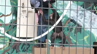 げんきとれんげと飼育員　日本平動物園　チンパンジー
