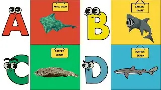 ABC Shark Song 🦈 | Learn All About Sharks Alphabetically | Fun Ocean Adventure