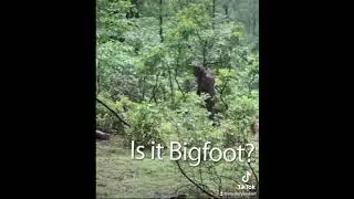 Baby and Mother Bigfoot spotted in New York