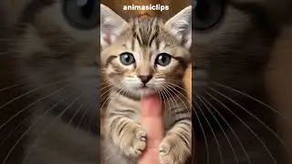 This little cat is holding on to a human finger