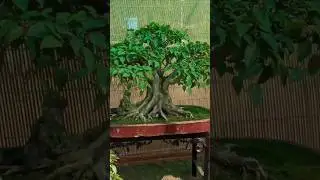 Mini Trees in Rose Festival #2025 #travel #minitreevlog #minitree #rosefestival #rosegarden