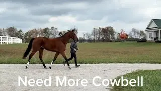 NEED MORE COWBELL (Jog), Adoptable Mare, New Vocations