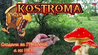 Костромские грибы! Ищем:)