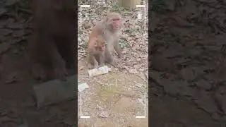SRKH Monkey play with mom on tree