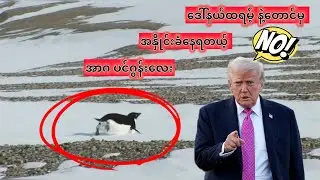 🐧 ဘဝကို စိတ်ကုန်ပြီး အုပ်စုထဲက ခွဲထွက်သွားတဲ့ ပင်ဂွင်း (Nihilist Penguin)