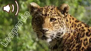 Som de leopardo rugindo, rugido do leopardo