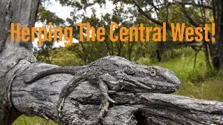 Herping Central West NSW
