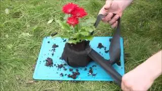 Valentine's Day Kokedama Gift Idea