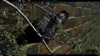 Mezzo Fist - Get Yourself Away - Rare frames only video
